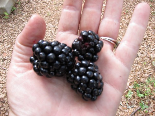 Giant blackberry bulk - blackberry, *